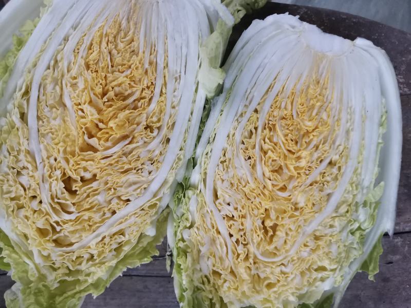 矮颗黄心大白菜，新野优质黄心白菜毛菜净菜散装袋装无虫眼