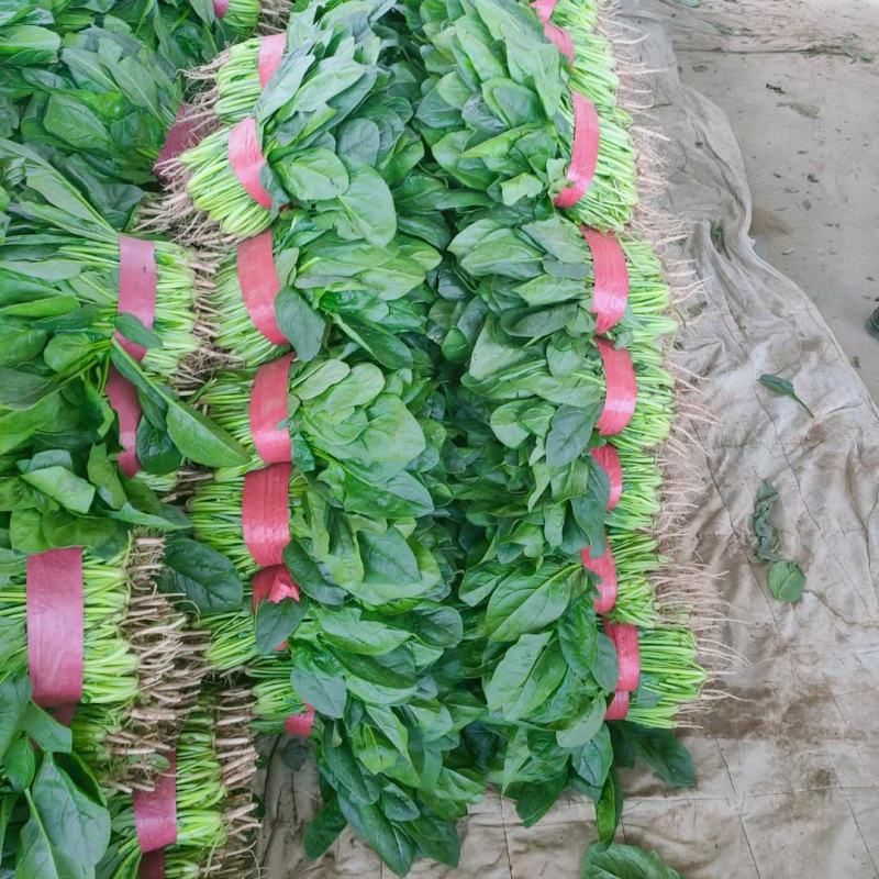 河北大叶菠菜支持视频看货产地看货大量有货