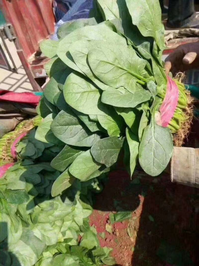 河北大叶菠菜支持视频看货产地看货大量有货