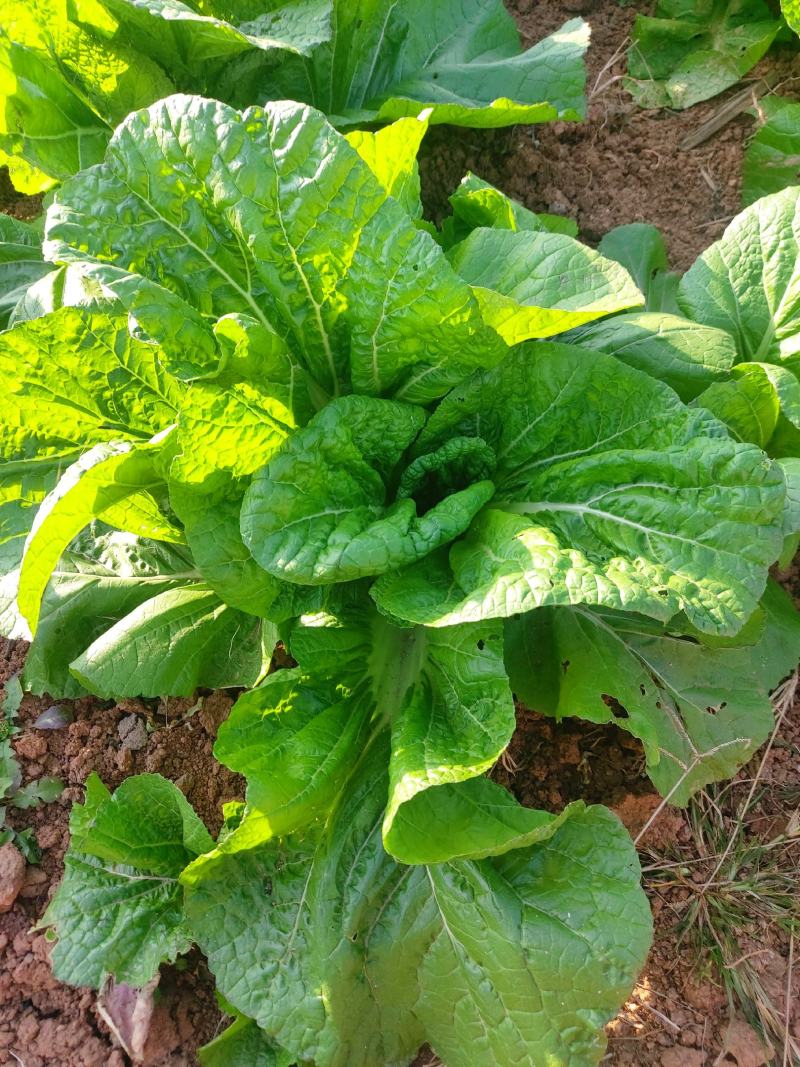 接全国客户，芥菜