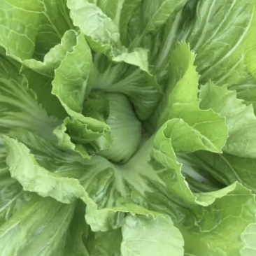 酸菜泡菜加工厂芥菜梅菜耐运费新鲜蔬菜价格便宜