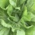 酸菜泡菜加工厂芥菜梅菜耐运费新鲜蔬菜价格便宜