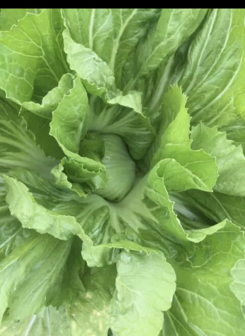 酸菜泡菜加工厂芥菜梅菜耐运费新鲜蔬菜价格便宜