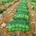 酸菜泡菜加工厂芥菜梅菜耐运费新鲜蔬菜价格便宜