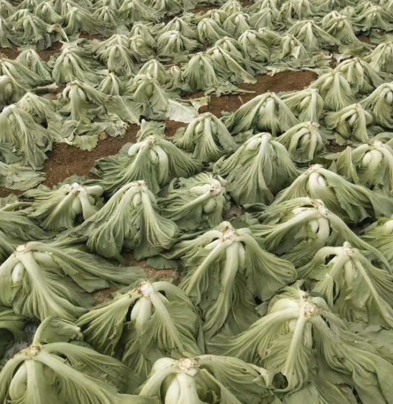 酸菜泡菜加工厂芥菜梅菜耐运费新鲜蔬菜价格便宜