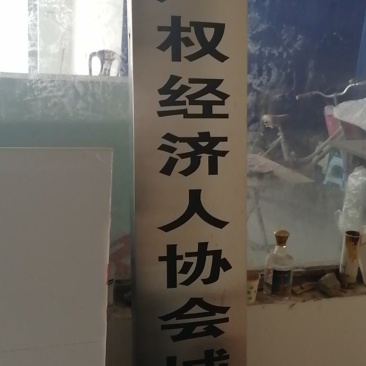 国槐树十公分出手十万棵