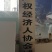 国槐树十公分出手十万棵