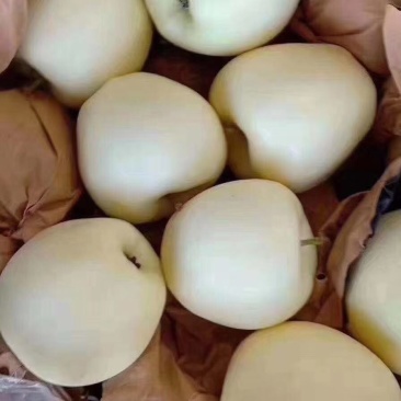 绥中县苹果黄元帅冷库直出，皮毛干净大个白专业代发