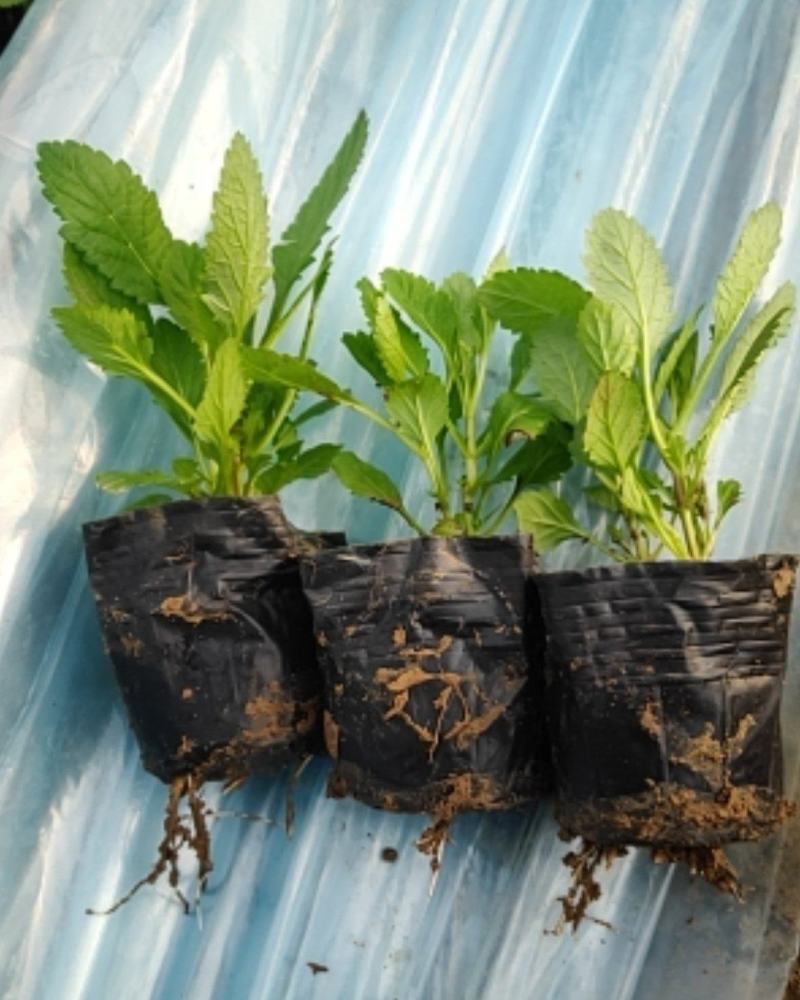 马鞭草，柳叶马鞭草，马鞭草花海，马鞭草杯苗，马鞭草花海