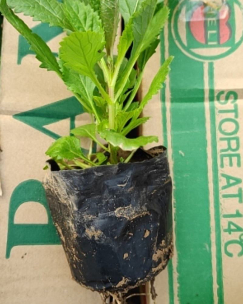 马鞭草，柳叶马鞭草，马鞭草花海，马鞭草杯苗，马鞭草花海