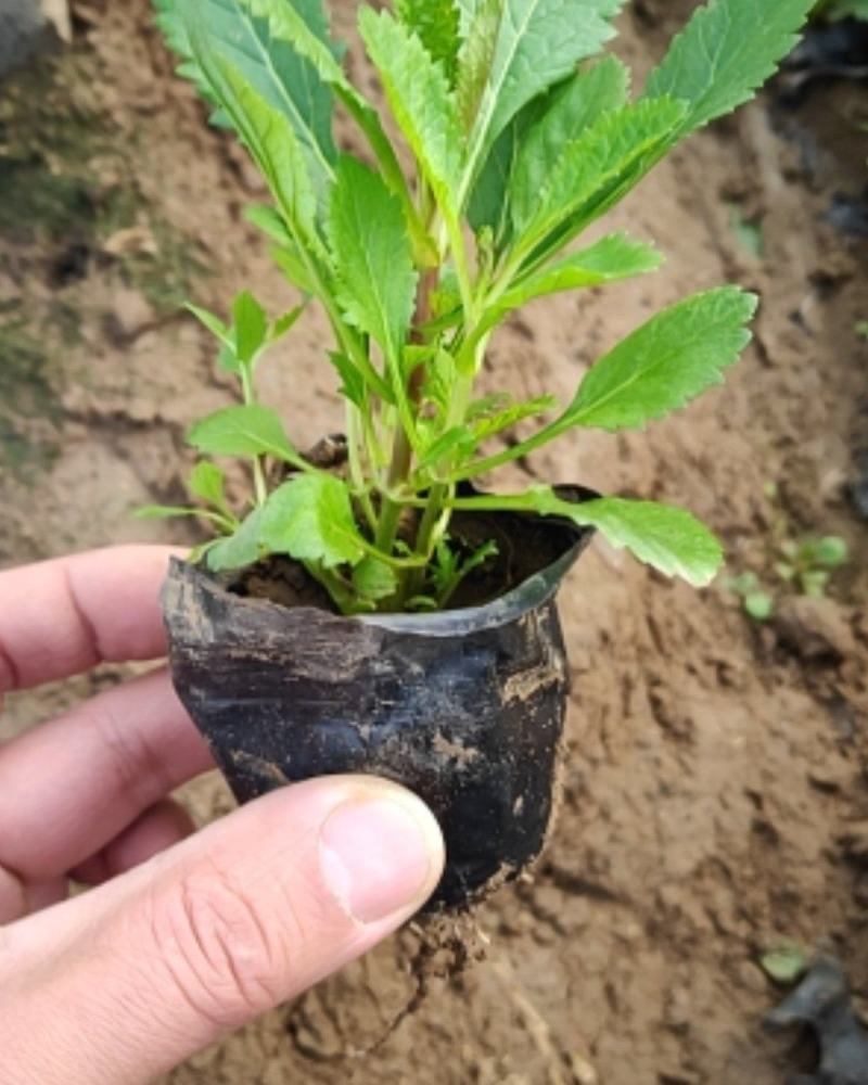 马鞭草，柳叶马鞭草，马鞭草花海，马鞭草杯苗，马鞭草花海
