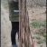 柿子树苗，阳丰甜柿，无核甜柿。牛心柿，高顶红，磨盘柿