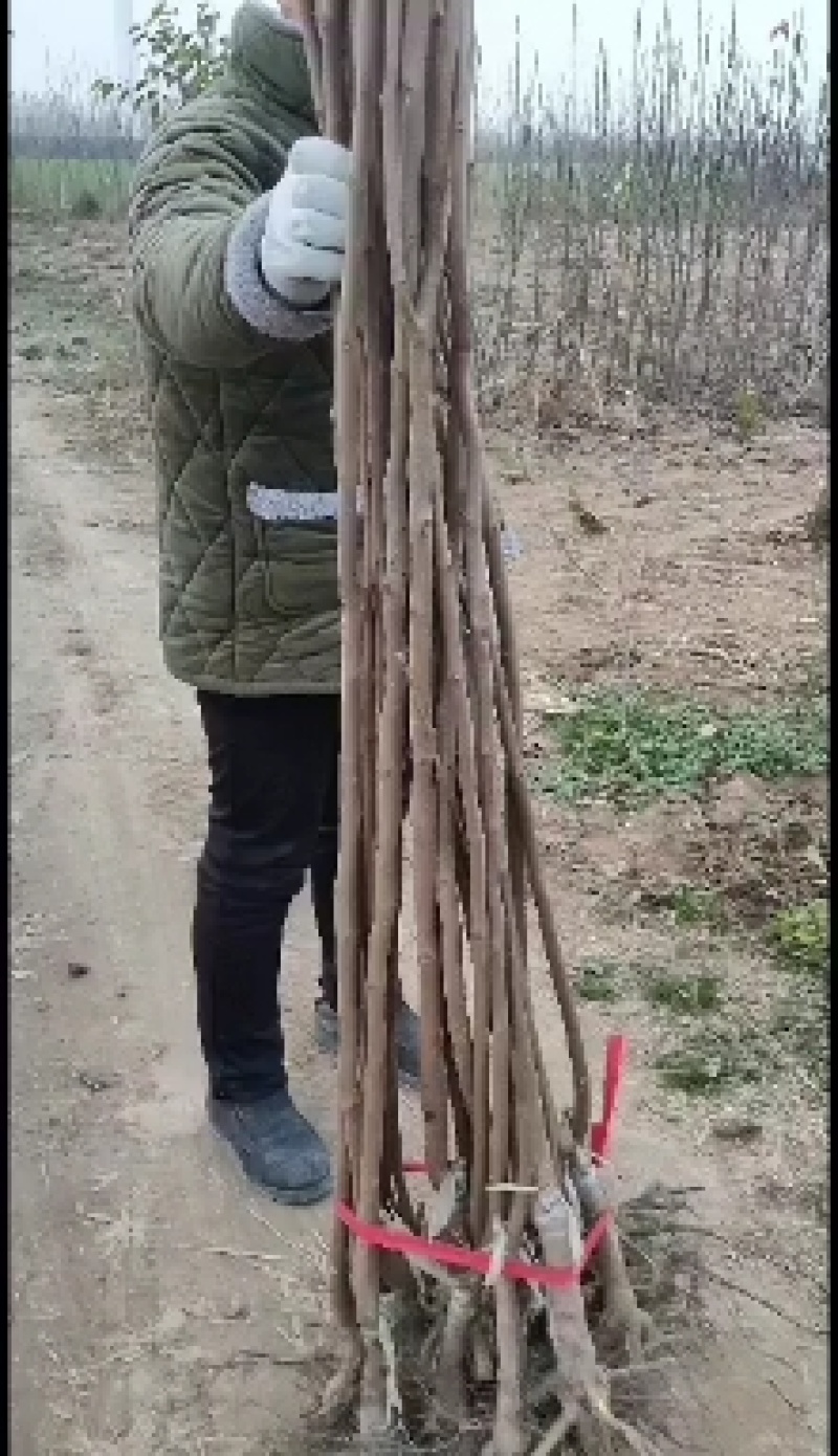 柿子树苗，阳丰甜柿，无核甜柿。牛心柿，高顶红，磨盘柿