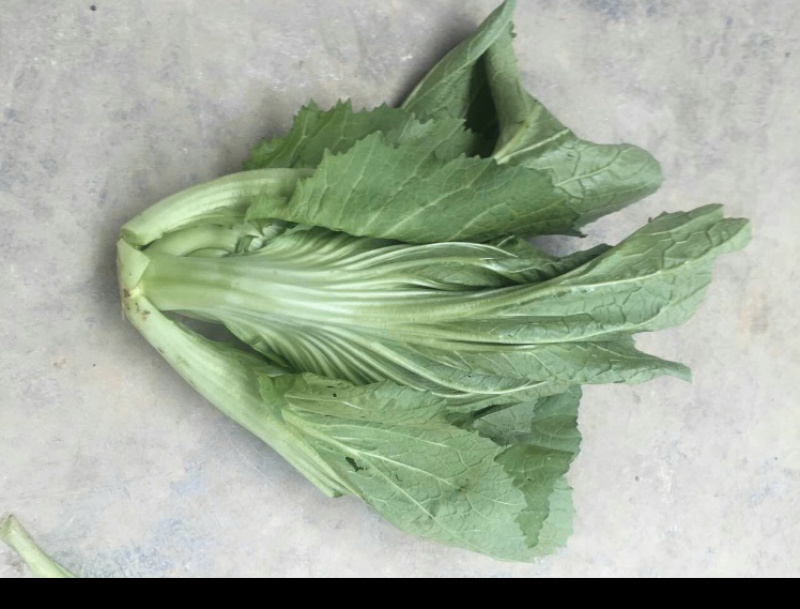 包心芥菜工厂酸菜加工