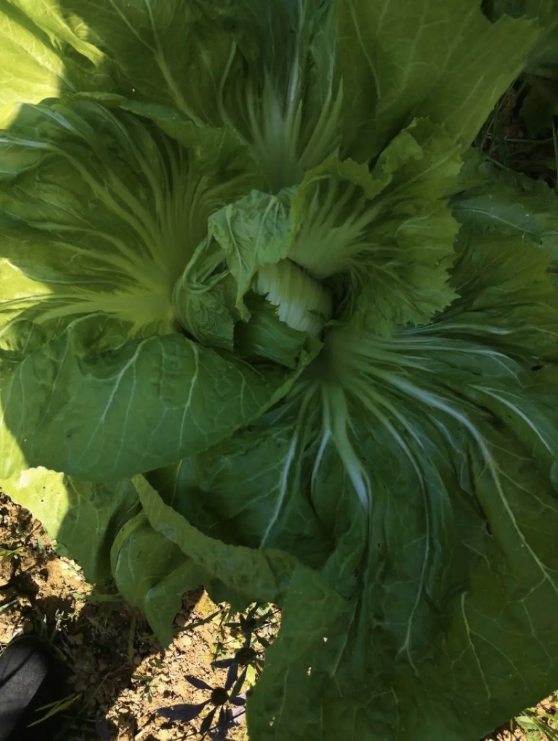 包心芥菜工厂酸菜加工