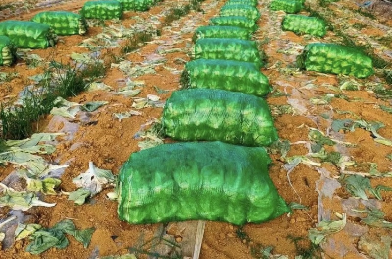 包心芥菜工厂酸菜加工