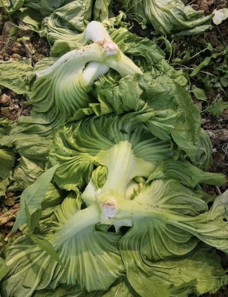 包心芥菜工厂酸菜加工