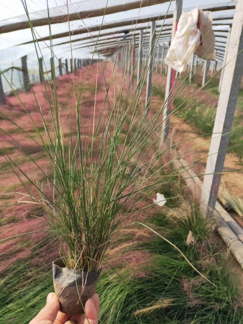 粉黛乱子草苗山东青州大量供应粉黛乱子草花苗