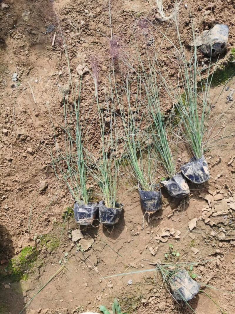 粉黛乱子草苗山东青州大量供应粉黛乱子草花苗