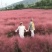 粉黛乱子草苗山东青州大量供应粉黛乱子草花苗
