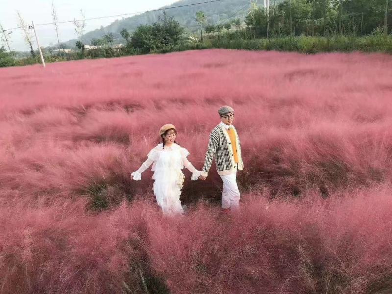 粉黛乱子草苗山东青州大量供应粉黛乱子草花苗
