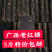 5斤柳冰老红糖黑糖广西甘蔗糖多省包邮原产地直发
