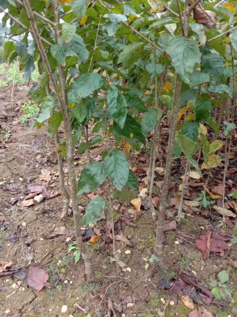 四川嫁接樱桃树苗黑珍珠乌皮红妃南北种植当年结果