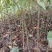 四川嫁接樱桃树苗黑珍珠乌皮红妃南北种植当年结果