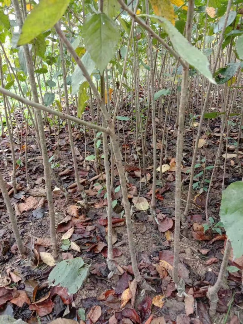 四川嫁接樱桃树苗黑珍珠乌皮红妃南北种植当年结果