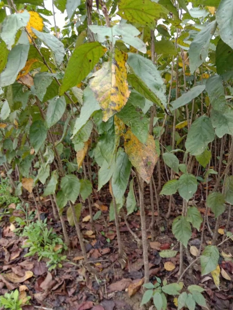 四川嫁接樱桃树苗黑珍珠乌皮红妃南北种植当年结果