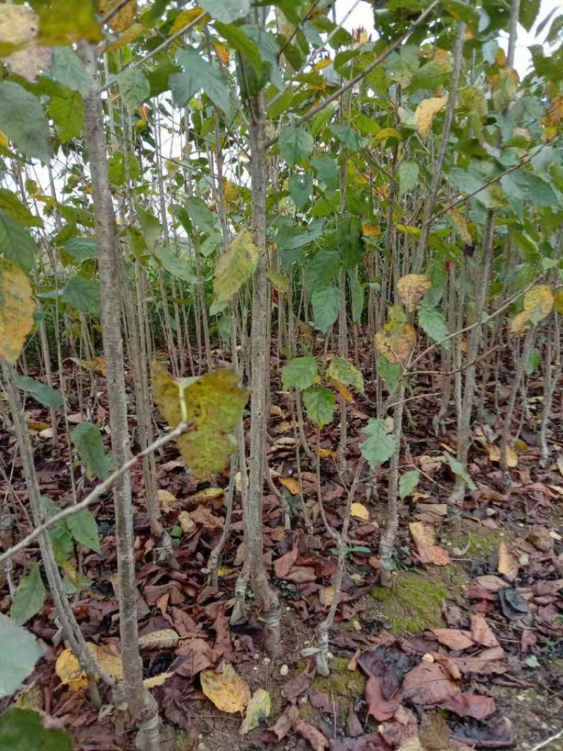 四川嫁接樱桃树苗黑珍珠乌皮红妃南北种植当年结果