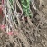 四川嫁接樱桃树苗黑珍珠乌皮红妃南北种植当年结果
