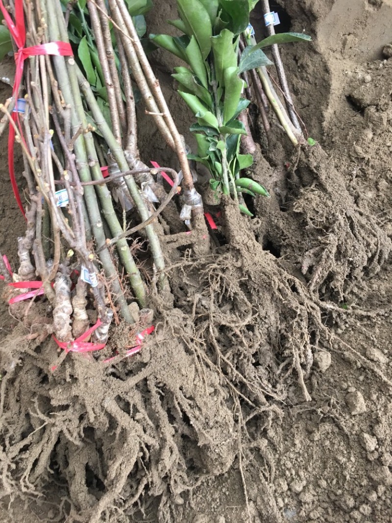 四川嫁接樱桃树苗黑珍珠乌皮红妃南北种植当年结果