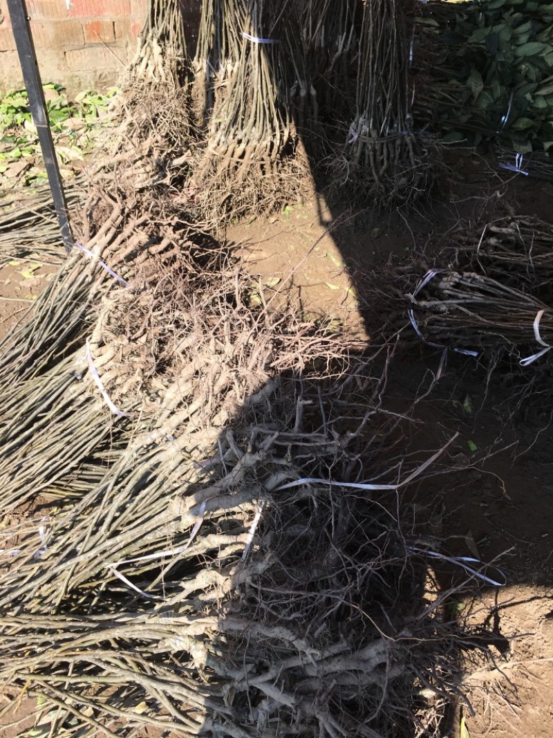 四川嫁接樱桃树苗黑珍珠乌皮红妃南北种植当年结果