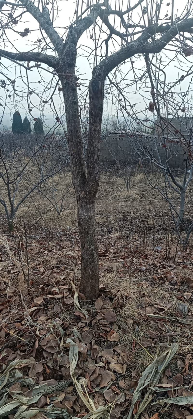 柿子树自己家种植的，品种饿黄