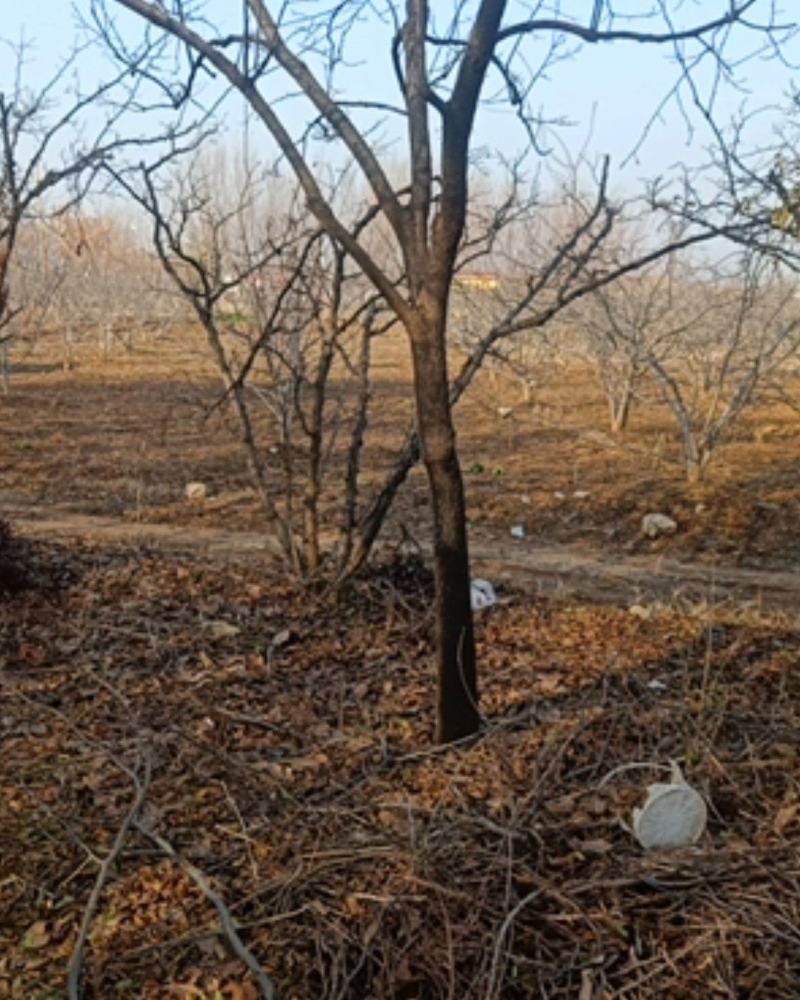 柿子树自己家种植的，品种饿黄