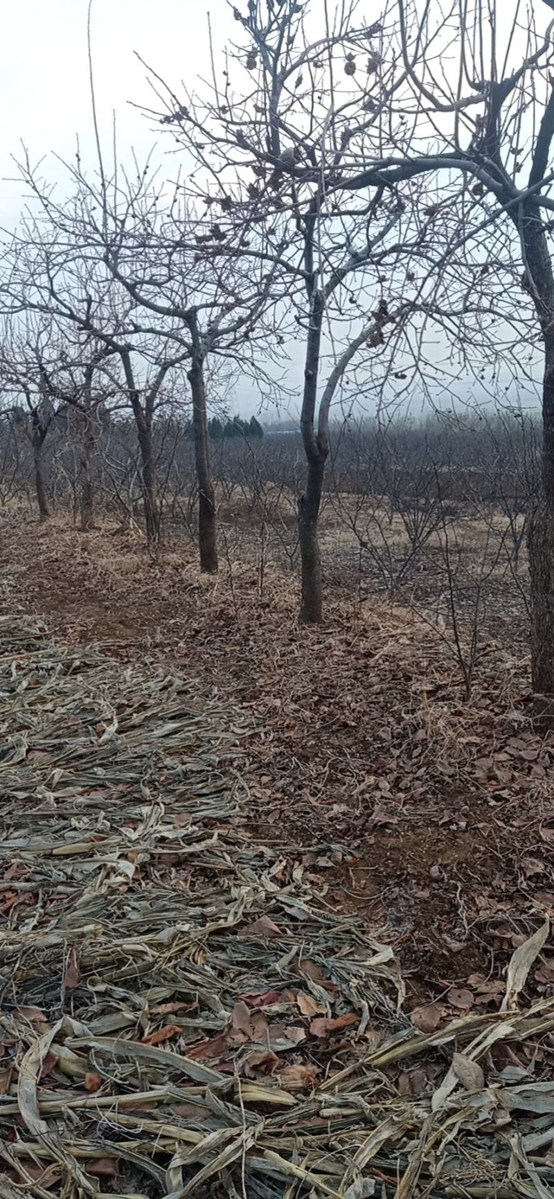 柿子树自己家种植的，品种饿黄