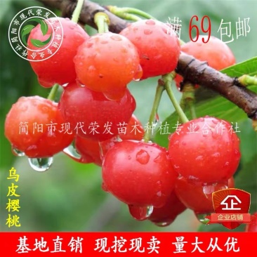 四川嫁接樱桃树苗黑珍珠乌皮红妃南北种植当年结果