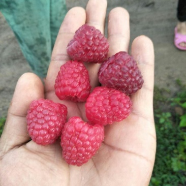 树莓苗红树莓，黑树莓黄树莓，现起现发，保湿发货
