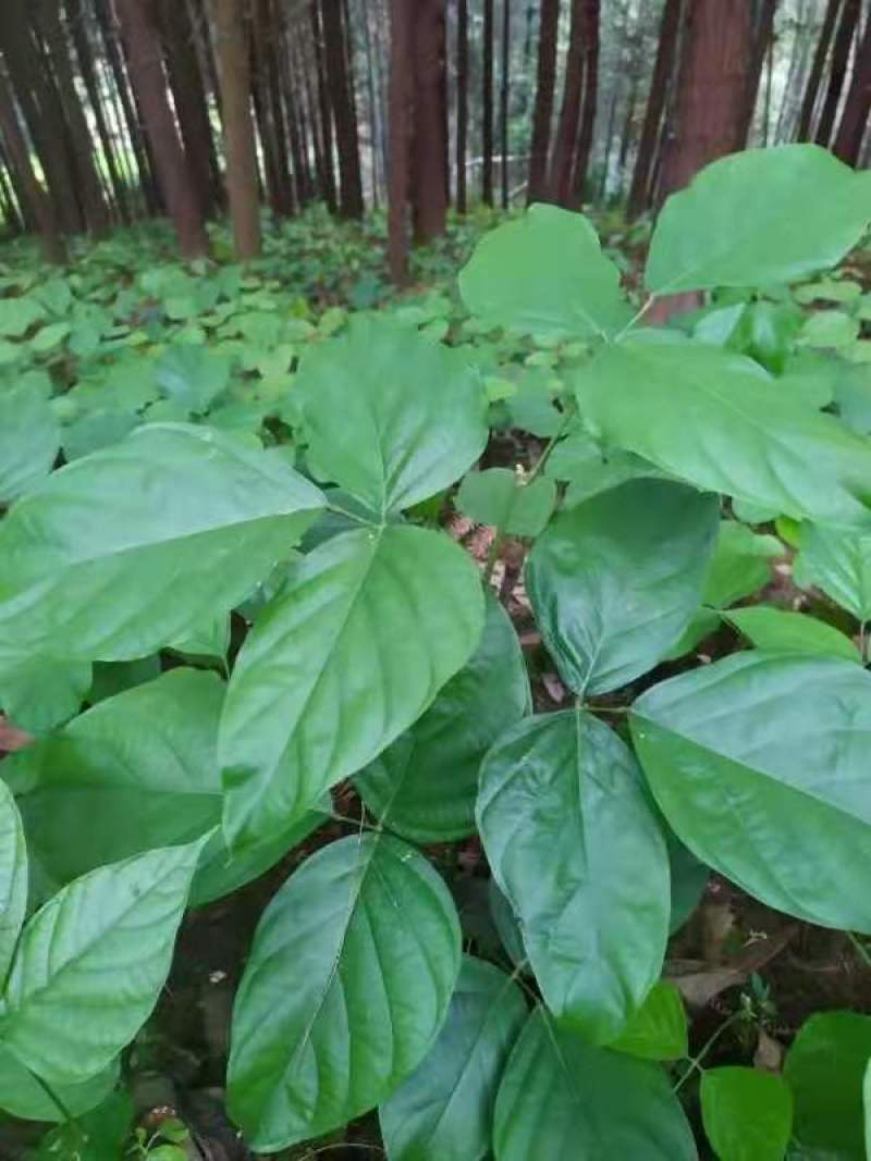 广西正宗鸡血藤苗，一年种多年收，效益好