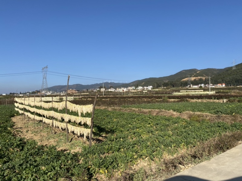 云南风干萝卜条五把刀2021新货行情价格每日更新
