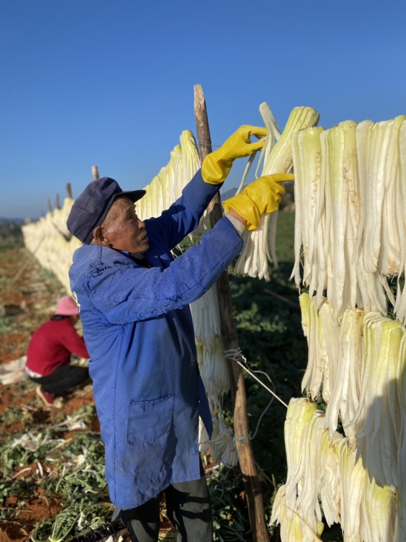 云南风干萝卜条五把刀2021新货行情价格每日更新