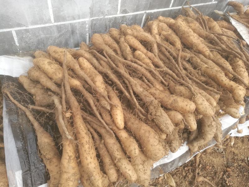 白玉山药苗欢迎广大种植户前来订购