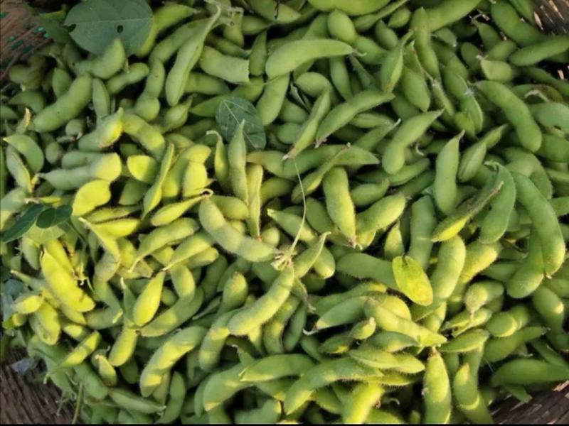 阜阳翠绿宝毛豆产地值供鲜食毛豆大量上市水洗打冷一条龙