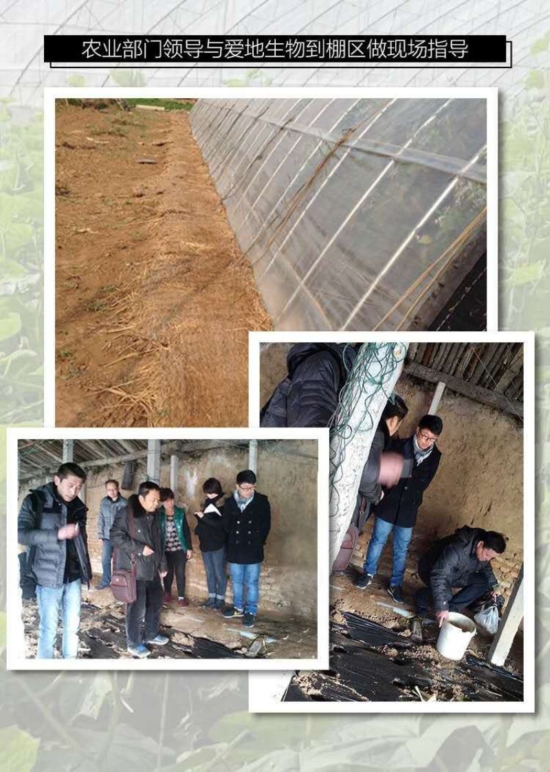 硬粉西红柿辽宁省锦州市暖棚硬粉西红柿（信誉好，质量有保障）