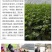 辽宁省锦州市精品暖棚蒜黄（信誉第一，品质有保障！）