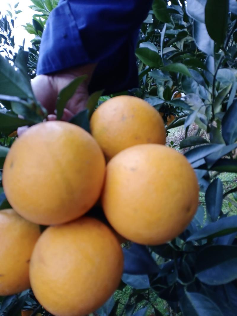 冰糖橙，农户自产自销没有中间商欢迎大家购买，支持线上交易