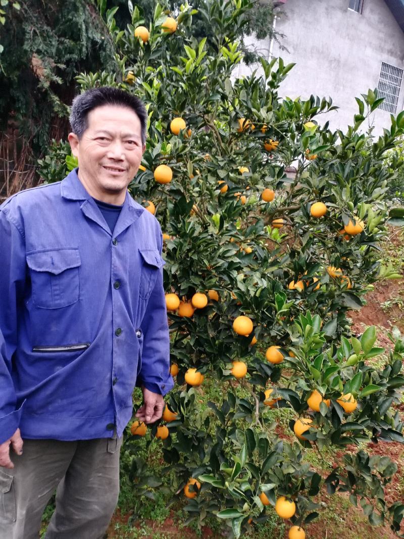 冰糖橙，农户自产自销没有中间商欢迎大家购买，支持线上交易