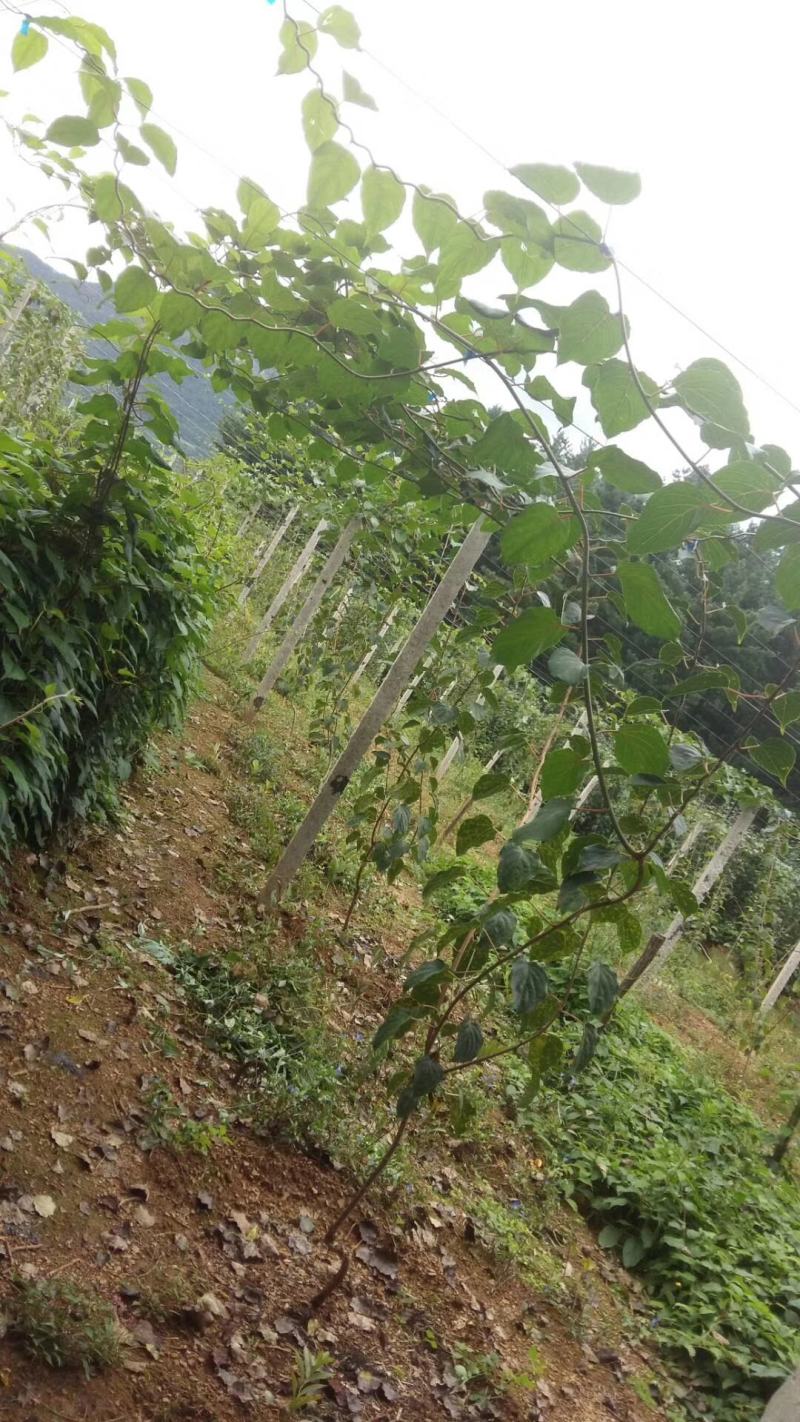 软枣猕猴桃苗龙城二号桓优一号魁绿品种齐全