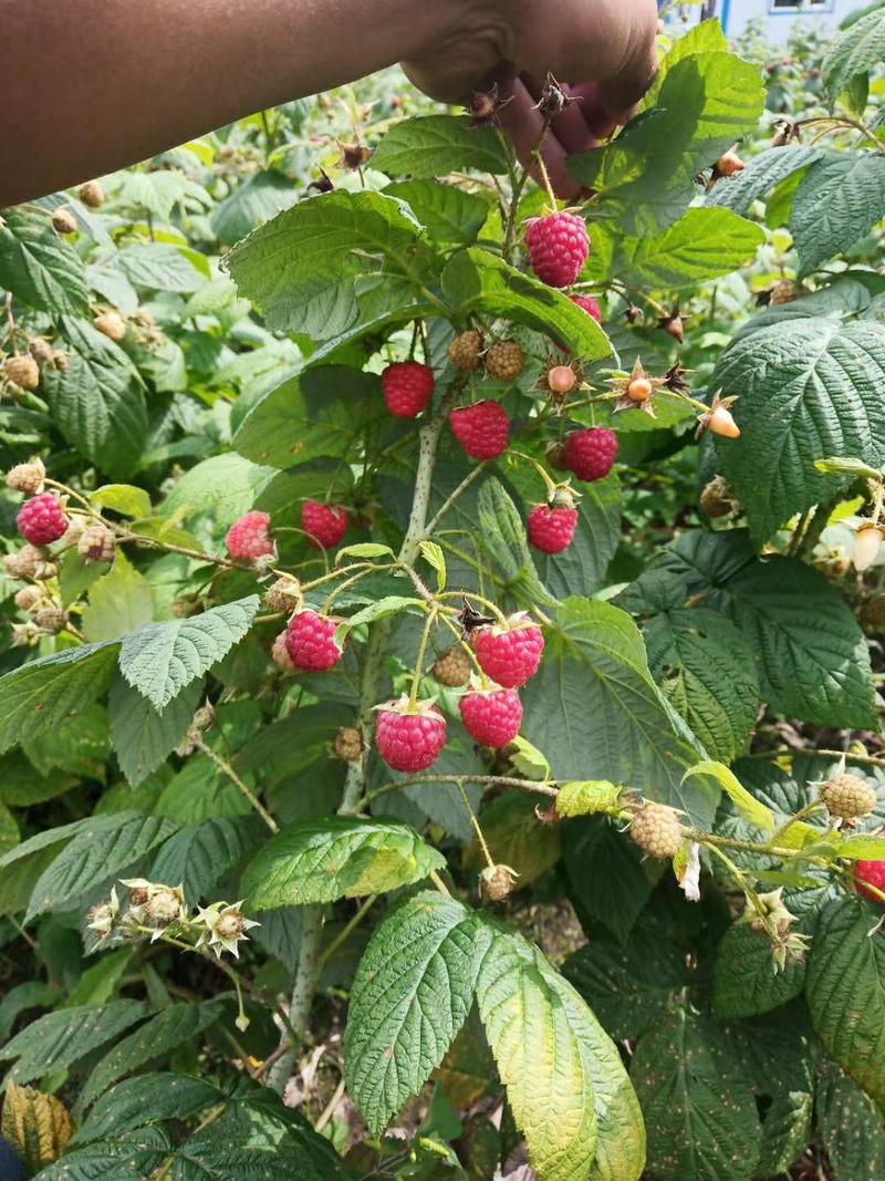 树莓苗红树莓苗大果型双季红树莓苗南方北方盆栽地栽苗